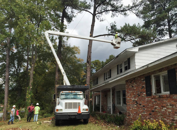 How Our Tree Care Process Works  in  Morrisonville, IL