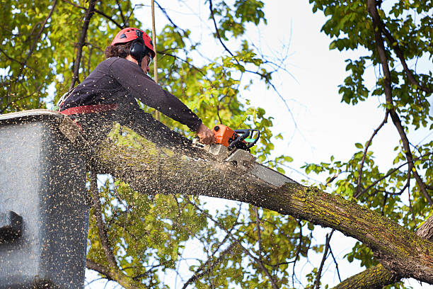 Lawn Renovation and Restoration in Morrisonville, IL